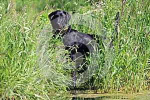 Black Labrador Retriever