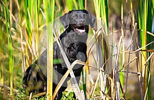 Black Labrador Retriever