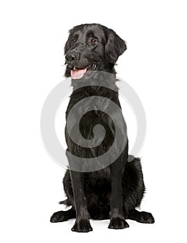 Black Labrador retriever (17 months)