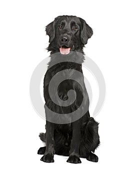 Black Labrador retriever (17 months)
