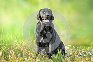 Black labrador retriever