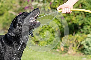 Black Labrador retriever