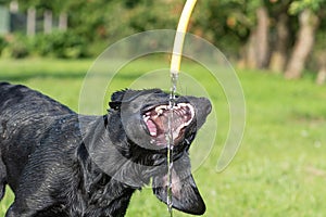 Black Labrador retriever