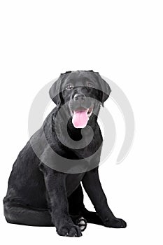 Black Labrador retriever
