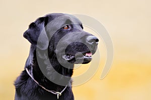 Black labrador retriever