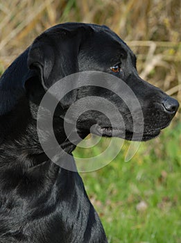 Black labrador retriever