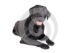 Black labrador retriever