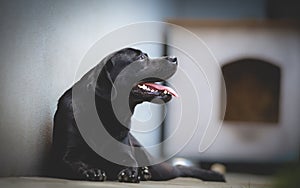 Black Labrador retriever in a backyard