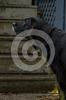 Black Labrador Retriever photo