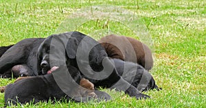 Black Labrador Retriever Bitch and Black and Brown Puppies on the Lawn, Licking, Normandy,  Slow Motion