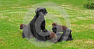 Black Labrador Retriever Bitch and Black and Brown Puppies on the Lawn, Normandy, Slow Motion