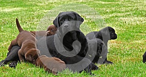 Black Labrador Retriever Bitch and Black and Brown Puppies on the Lawn, Normandy,  Slow Motion