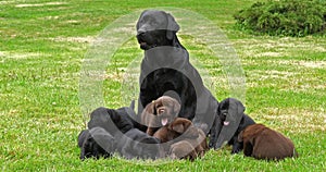 Black Labrador Retriever Bitch and Black and Brown Puppies on the Lawn, Normandy,  Slow Motion