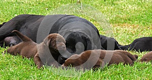 Black Labrador Retriever Bitch and Brown Puppies on the Lawn, Sleeping, Normandy,  Slow Motion