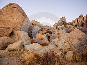 Black labrador retriever climbing among boulders in Yucca Valley California desert