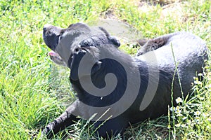 Black Labrador Retriever. Close-Up. Green grass background.