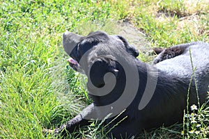 Black Labrador Retriever. Close-Up. Green grass background. Best friend.