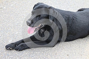 Black Labrador Retriever. Daylight photo. Close-Up. Gray path background.