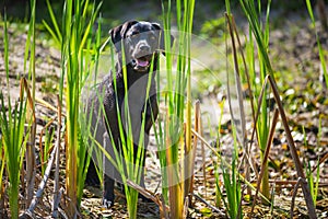 Black Labrador Retriever dog