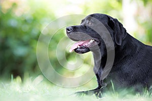 Black labrador retriever dog