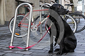 Black Labrador Retriever dog