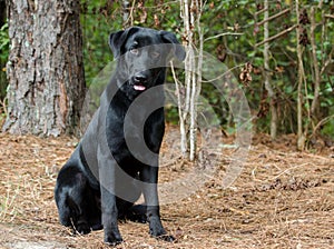 Black Labrador Retriever dog