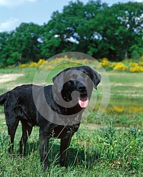Black Labrador Retriever Dog, Adult standing on Grass