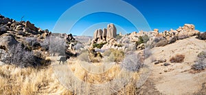 Black labrador retriever dog among boulders in Yucca Valley California on a sunny January day with blue sky near Joshua Tree