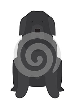 Black Labrador retriever dog domestic animal vector illustration.