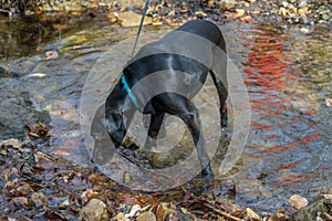 Black Labrador Retriever Dog Drinking from a Stream