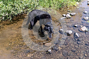 A black labrador retriever dog gets a drink from a creek while on a hike