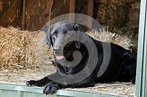 Black Labrador Retriever Dog in Hay Barn