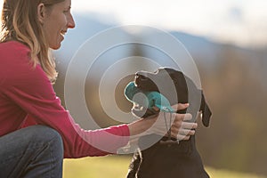 Black labrador retriever dog holding a dummy with her owner praising her