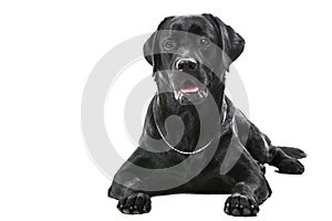 Black labrador retriever dog lying on isolated white