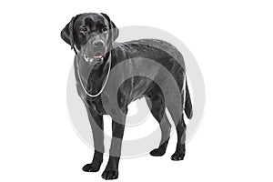 Black labrador retriever dog lying on isolated white