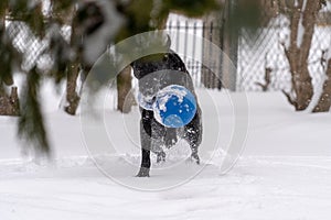 A black Labrador retriever dog plays with a blue ball in the snow. Intentional blurring of foreground pine tree.