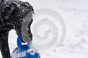 A black Labrador retriever dog plays with a blue ball in the snow. Intentional blurring of foreground pine tree.