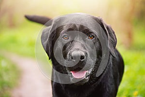 Black Labrador retriever dog. Portrait of an adult young purebred dog