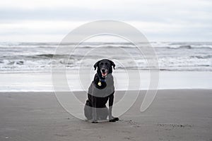 Black Labrador Retriever dog poses and sits on the beach next to the Pacific Ocean