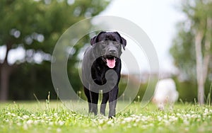 Black Labrador retriever dog in run