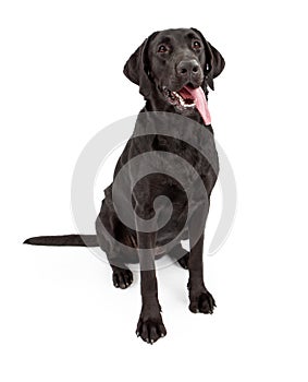 Black Labrador Retriever Dog With Tongue Out