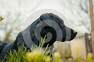 Black labrador retriever on grass took the scent