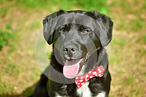 Black labrador retriever greyhound mix dog sitting outside watching waiting alert looking happy excited while panting smiling and