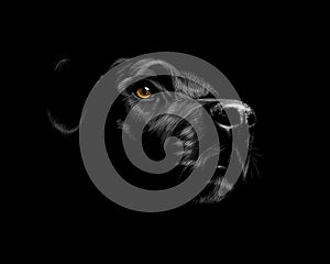 Black labrador Retriever photo