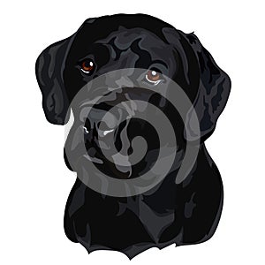 Black Labrador Retriever Head Vector Illustration. Portrait of a dog on a white background