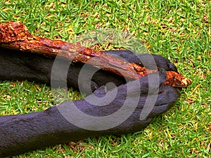 A Black Labrador Retriever Holding a Stick