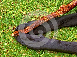A Black Labrador Retriever Holding a Stick