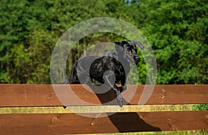Black Labrador Retriever jumping