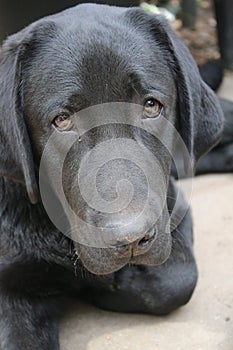 Black Labrador Retriever. Labrador puppy profile. Sleepy dog.