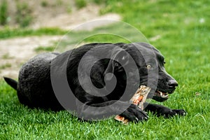 A black labrador retriever lies in the grass and chews a bone